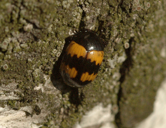 Diaperis  boleti  (Linnaeus, 1758)