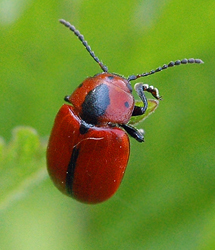 Entomoscelis suturalis Weise, 1882