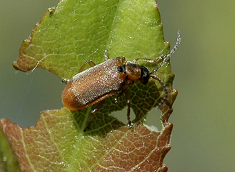 Galerucella lineola (Fabricius, 1781)