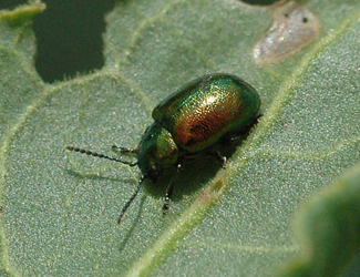 Gastroidea viridula (De Geer, 1775)