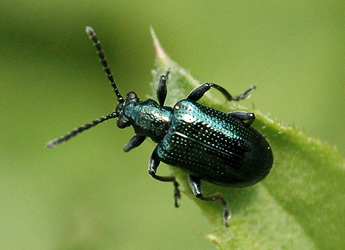 Lema cyanella (Linnaeus, 1758)