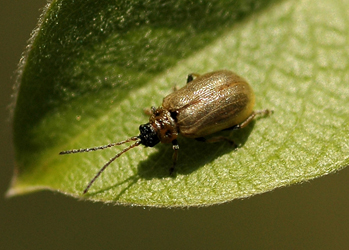 Lochmaea capreae (Linnaeus, 1758)