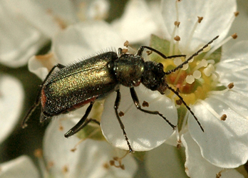 Malachius bipustulatus (Linnaeus, 1758)