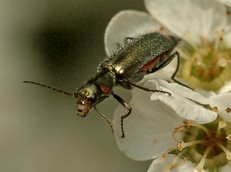 Malachius bipustulatus (Linnaeus, 1758)