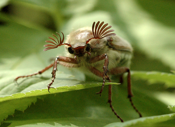 Melolontha hippocastani Fabricius, 1801