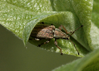 Phyllobius (Phyllobius) pyri (Linnaeus, 1758)