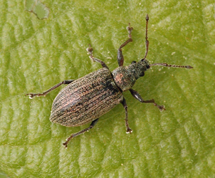 Phyllobius (Phyllobius) pyri (Linnaeus, 1758)