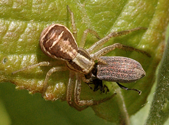 Phyllobius (Phyllobius) pyri (Linnaeus, 1758)