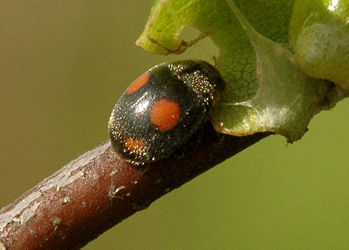 Platynaspis luteorubra  (Goeze, 1777)