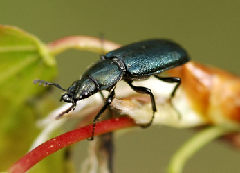 Platycerus caraboides (Linnaeus, 1758)