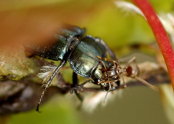 Platycerus caraboides (Linnaeus, 1758)