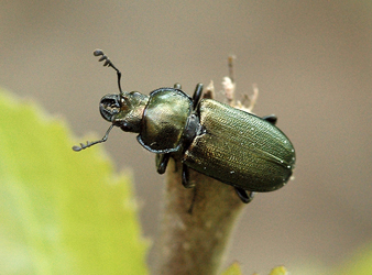 Platycerus caraboides (Linnaeus, 1758)