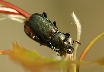 Platycerus caraboides (Linnaeus, 1758)