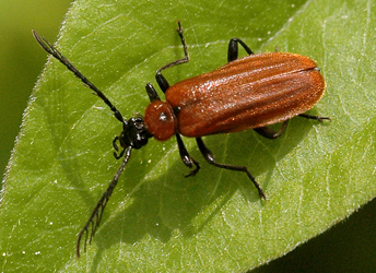 Schizotus pectinicornis (Linnaeus, 1761)