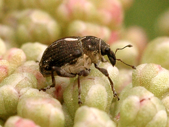 Rhinoncus pericarpius (Linnaeus, 1758)