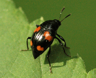 Scaphidium quadrimaculatum Olivier, 1790