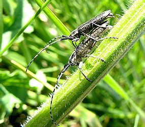 Agapanthia villosoviridescens (De Geer, 1775)