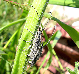 Agapanthia villosoviridescens (De Geer, 1775)