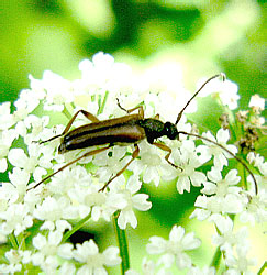 Alosterna tabacicolor (De Geer, 1775)