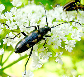 Anoplodera sexguttata (Fabricius, 1775)