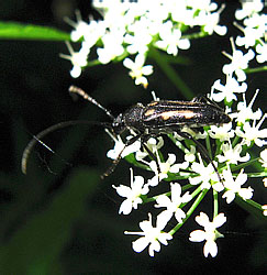 Anoplodera sexguttata (Fabricius, 1775)