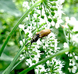 Anostirus castaneus (Linnaeus, 1758)