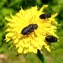 Anthaxia quadripunctata (Linnaeus, 1758)