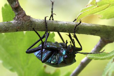 calosoma_inquisitor_0773_1.jpg