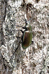 calosoma_inquisitor_0788_1.jpg