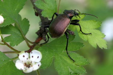 calosoma_inquisitor_0807_1.jpg