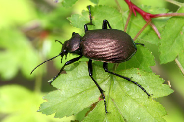 calosoma_inquisitor_0808_1.jpg