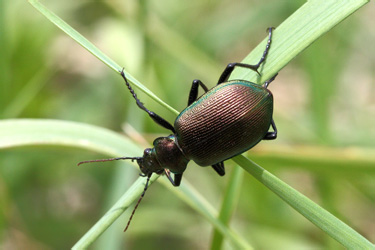 calosoma_inquisitor_0824_1.jpg