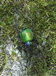 calosoma_sycophanta_0874_1.jpg