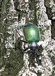 calosoma_sycophanta_0943_1.jpg