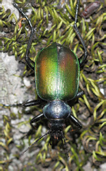 calosoma_sycophanta_1289_1.jpg