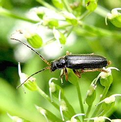 Cantharis flavilabris Fallen, 1807