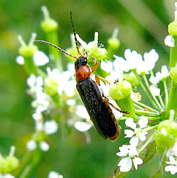 Cantharis flavilabris Fallen, 1807