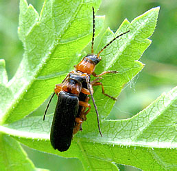 Cantharis flavilabris Fallen, 1807