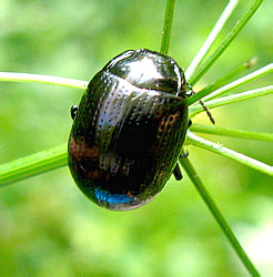 Chrysolina (Sulcicollis) oricalcia (Muller, 1776)