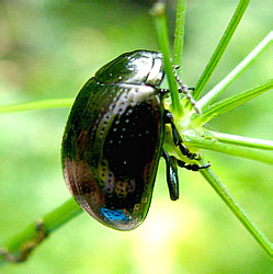 Chrysolina (Sulcicollis) oricalcia (Muller, 1776)