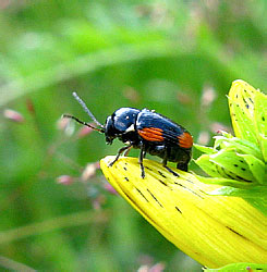 Cryptocephalus moraei (Linnaeus, 1758)