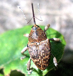 Curculio glandium Marsham, 1802