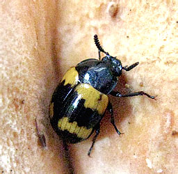 Diaperis boleti (Linnaeus, 1758)