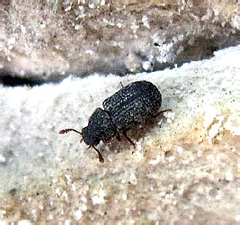 Eledona agaricola (Herbst, 1783)