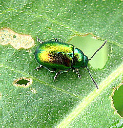 Gastrophysa viridula (DeGeer, 1775)