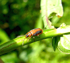 Galerucella calmariensis (Linnaeus, 1767)