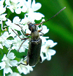 Grammoptera ruficornis (Fabricius, 1781)