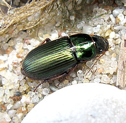 Harpalus (s.str.) affinis (Schrank, 1781)