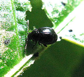 Hermaeophaga mercurialis (Fabricius, 1792)