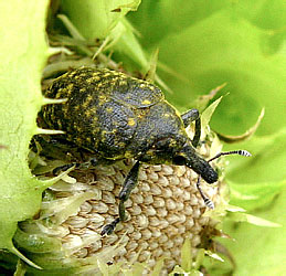 Larinus turbinatus Gyllenhal, 1835